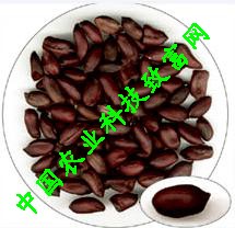 供应黑色花生种子
